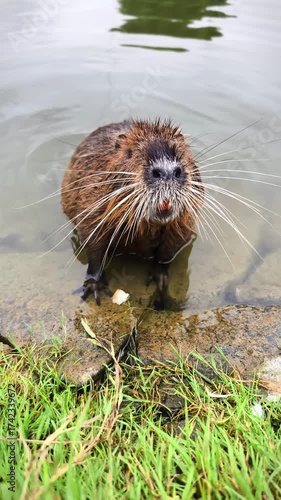 Nutria wild animal on the shore of the lake close up view