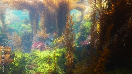 Algae underwater in the ocean, natural scene, Eastern Atlantic, Spain, Galicia
