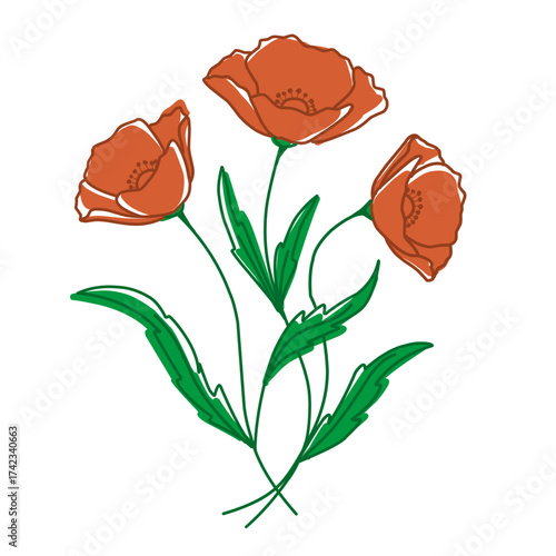 vector illustration of poppy flowers