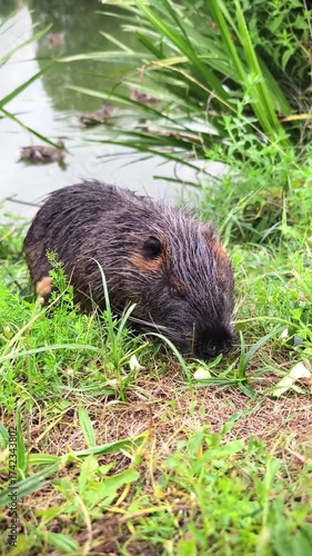 Nutria wild animal on the shore of the lake close up view