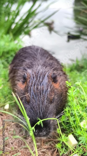 Nutria wild animal on the shore of the lake close up view