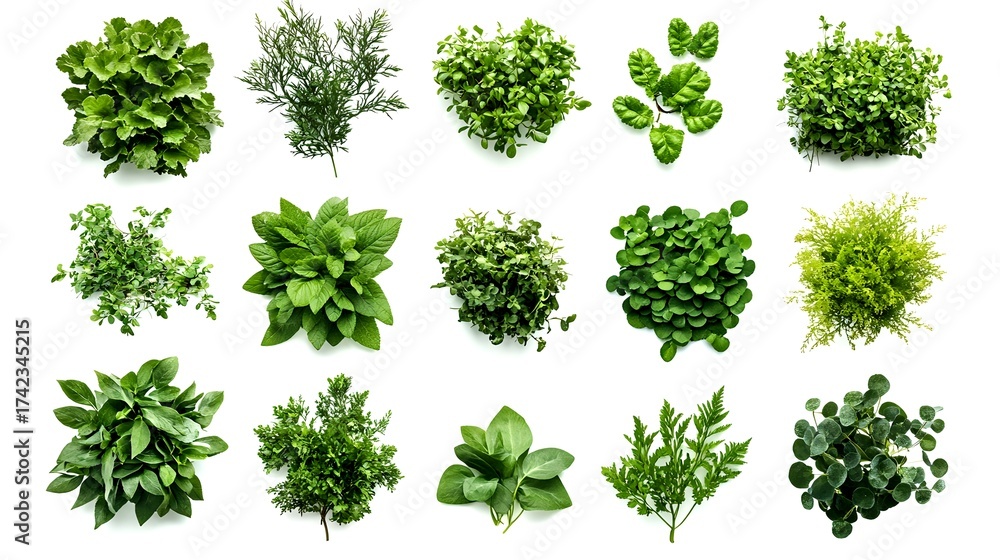 Fototapeta premium A collection of various green herbs and leafy greens, showcasing the diversity of culinary and natural elements. 
