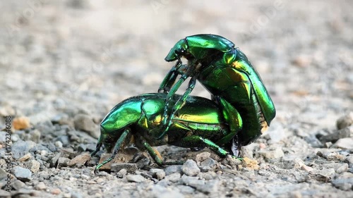 Two beautiful green beetles mating, macro shot.