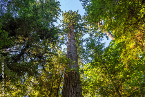 Highest Douglas Fir (Pseudotsuga menziesii) of Cathedral Grove, Macmillan Provincial Park, Vancouver Island, Canada.
