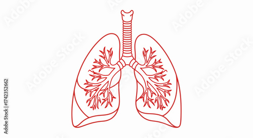 Human lungs icon in monoline style with red outline, showing respiratory system. Detailed diagram of human lungs is essential for medical and educational purposes.