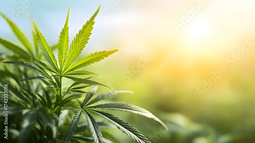 Cannabis plant background with sun, green foliage marijuana leaves, concept weed
