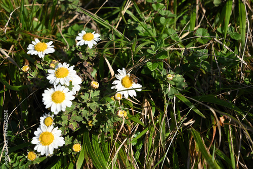 Fotografie Climbing Mt. Ibuki, Shiga, Japan