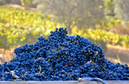 Harvest Rituals: Grape Picking in the Vine-Clad Slopes of the Douro in Portugal
