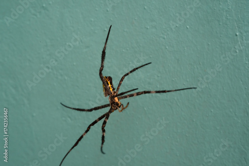 Close-up of an Argiope appensa spider hanging against a green wall background. A banana spider, or Hawaiian orb-weaving garden spider, isolated. Non toxic spiders in gardens. Isolated animals