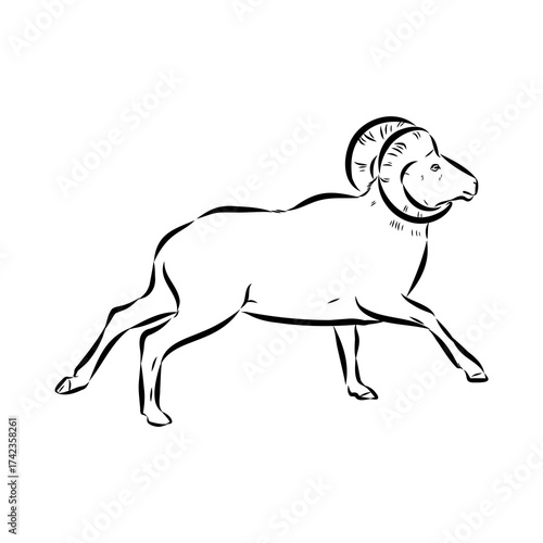 Altai mountain sheep, vector sketch
