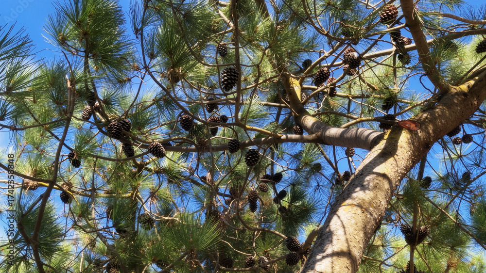 Fototapeta premium Think of pine branches, their cones nestled among the needles, all framed by a vibrant blue sky. It’s a lovely snapshot of nature’s beauty.