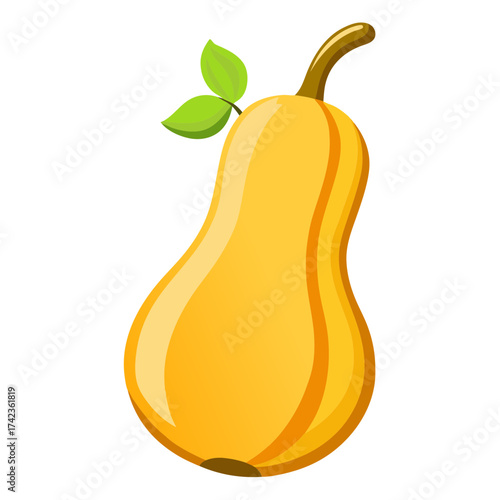 Illustration of a pear shaped butternut squash, a nutritious and delicious vegetable, perfect for healthy meals