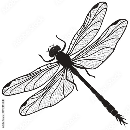 dragonfly isolated on white background