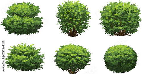 Bushes, shrubs, ornamental hedges, trimmed greenery, garden plants, natural foliage, outdoor decorative vegetation, landscape elements, cad drawing flat vector illustration