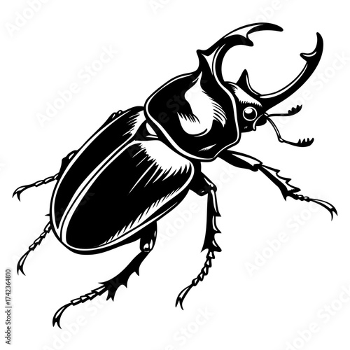black beetle isolated on white background