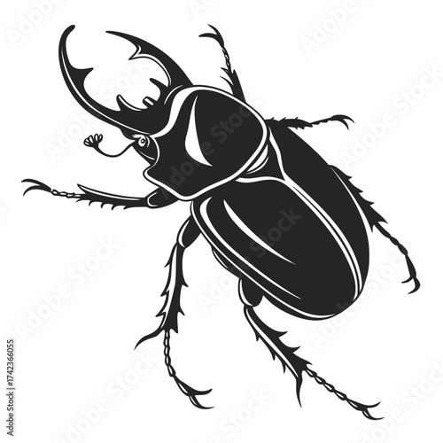 black beetle isolated on white background