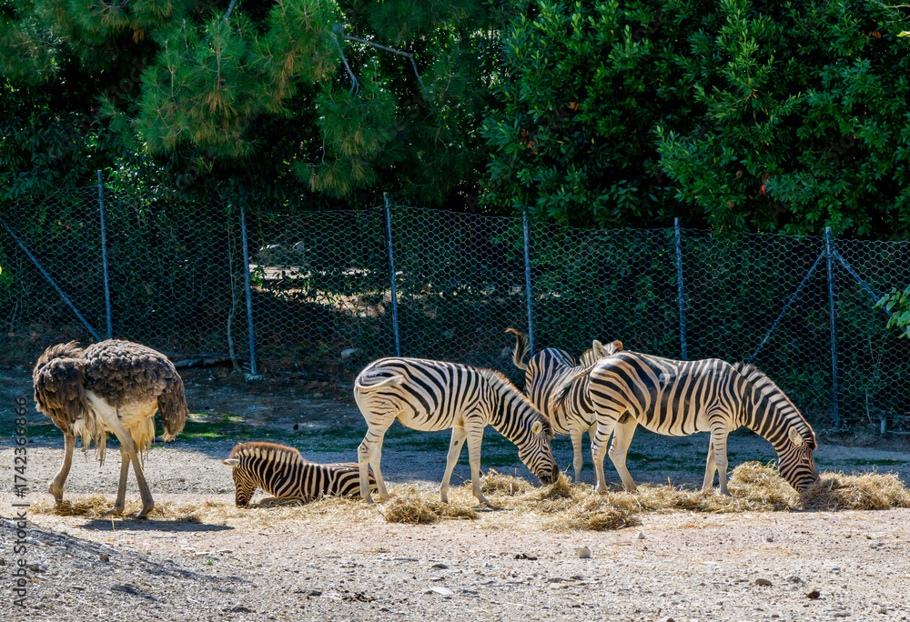 Fototapeta premium Zebras and Ostriches in Shared Outdoor Enclosure — Wildlife Interaction Captured in Naturalistic Zoo Habitat with Hay, Fence, and Green Foliage