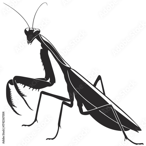 praying mantis isolated on white