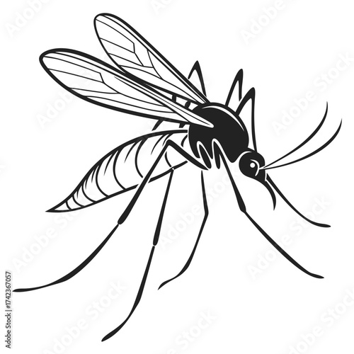dragonfly on a white background