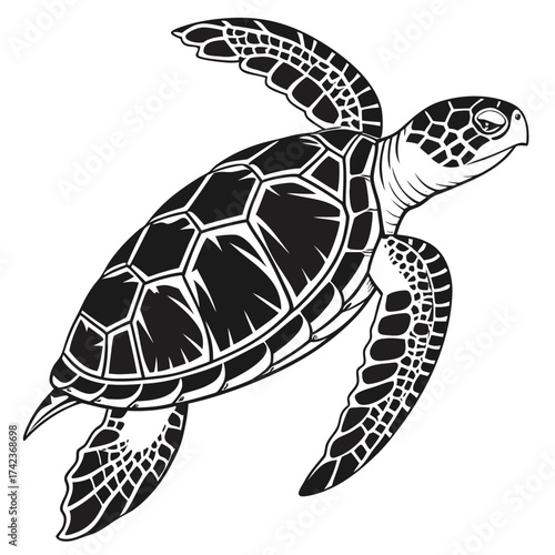 turtle on a white