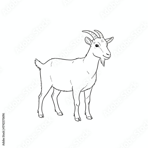 Detailed black and white illustration of a domestic sheep standing, showcasing its thick, woolly fleece and gentle expression, perfect for farm animal themes or educational content