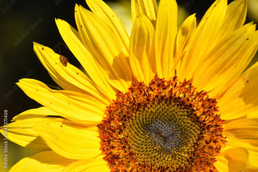 Naklejka premium A sunflower in the garden, Sainte-Apolline, Québec, Canada