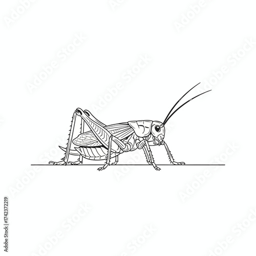 Detailed line art illustration of a common cricket, highlighting its distinctive insect anatomy. This black and white graphic drawing is ideal for educational content or nature designs