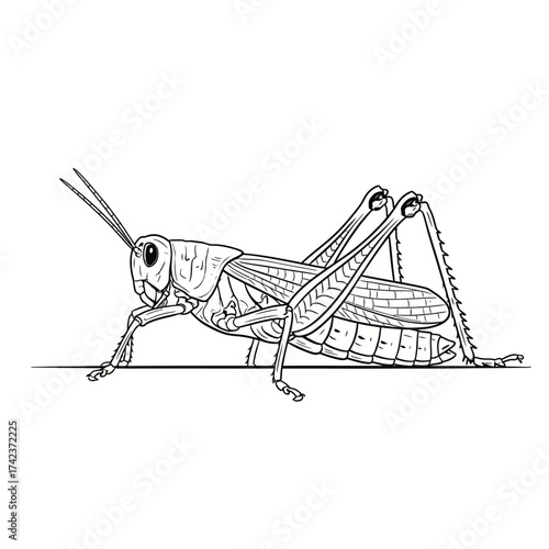 Detailed black and white line art illustration of a grasshopper, perfect for educational materials, nature studies, or as an insect coloring page