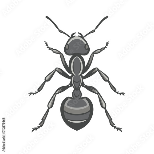 Isolated ant vector illustration, full body detailed view, insect biology education and pest control graphic