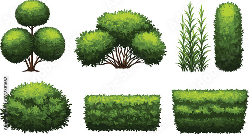 Topiary bush, conical evergreen, trimmed hedge, rounded shrub, ornamental greenery, garden plants, outdoor foliage, landscape vegetation, cad drawing flat vector illustration