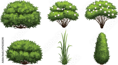White flowering shrub, ornamental grass, conical evergreen, rounded bush, trimmed hedge, garden plants, outdoor foliage, cad drawing flat vector illustration