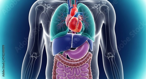 Human body anatomy with internal organs, lungs, heart, liver, stomach and intestines