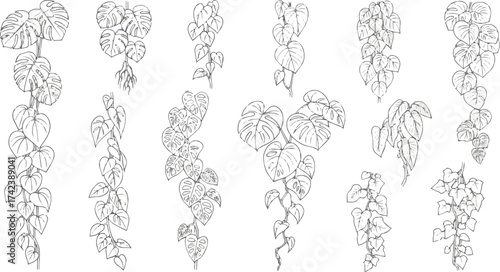 Isolated a kinds of deferent vines tropical plant drawing, Side view, set of graphics trees elements outline symbol for architecture and landscape design drawing. vector art with white background.