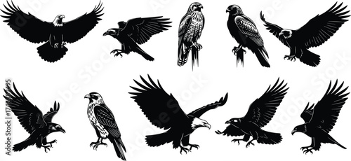 Bird of prey silhouettes, eagle and hawk poses, flying and perched vector icons, black wildlife graphics, raptor anatomy design