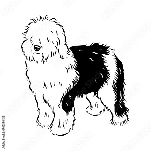 bobtail, dog breed, vector sketch