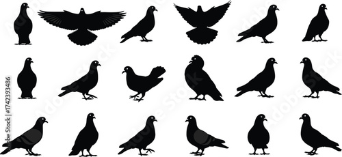 Pigeon silhouette set, bird poses, flying and standing pigeons, black outline illustration, urban wildlife, vector design, minimal animal shapes