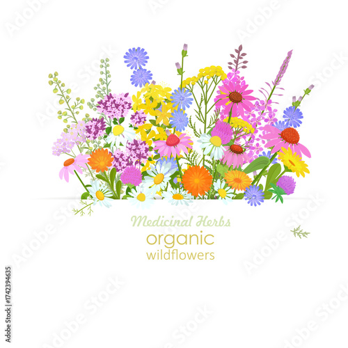banner with bunch of blooming medicinal herbs. frame of pharmaceuticals wildflowers. card with medicinal herbal flower