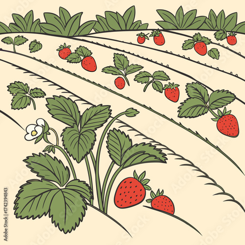 Illustration of a strawberry field