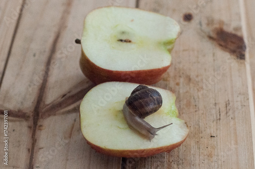 Snail crawling on an apple on a wooden background. 
