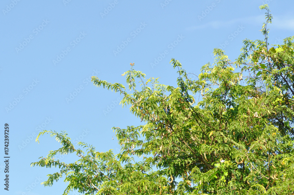 Fototapeta premium Tamarindus indica L, Indian date or Tamarind or FABACEAE or Tamarind tree and Tamarind seed