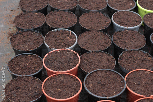 Blooming flowers in pots and on shelves in the garden center, growing on the plant in the greenhouse. stock photo. 