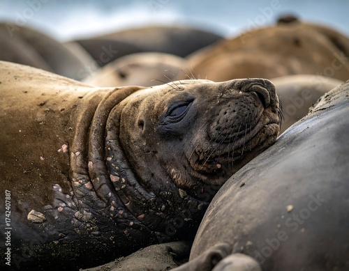 Close-up of a resting elephant seal at the beach