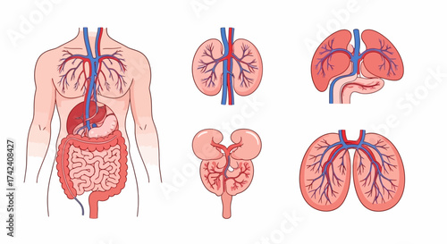 Anatomical icons showing vascular systems of human organs with red and blue vessels displayed on a white background