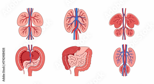 Anatomical icons showing vascular systems of human organs with red and blue vessels displayed on a white background