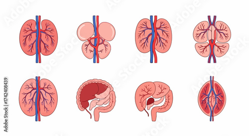 Anatomical icons showing vascular systems of human organs with red and blue vessels displayed on a white background
