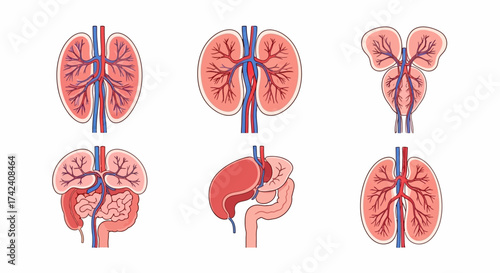 Anatomical icons showing vascular systems of human organs with red and blue vessels displayed on a white background