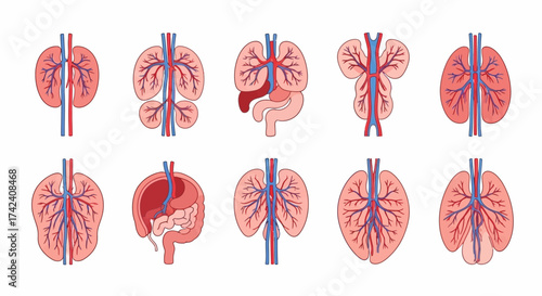 Anatomical icons showing vascular systems of human organs with red and blue vessels displayed on a white background
