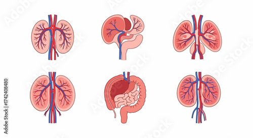 Anatomical icons showing vascular systems of human organs with red and blue vessels displayed on a white background