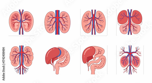 Anatomical icons showing vascular systems of human organs with red and blue vessels displayed on a white background