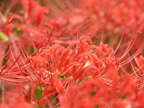 Red spider lilies